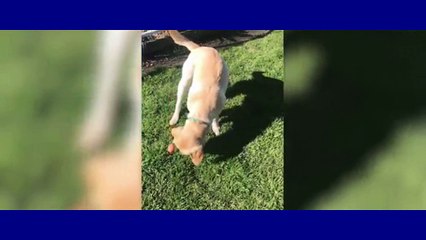 Footage shows clumsy dog trying to catch in NSW