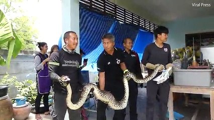Snake forced to spit out pet cat in Thailand