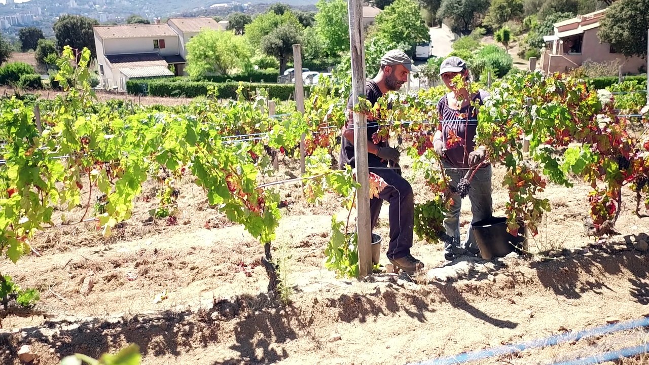 Les vignerons corses face à la sécheresse