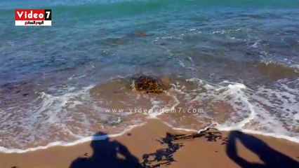 إنقاذ سلحفاه بحرية و إطلاقها إلى بيئتها الطبيعية قبل بيعها