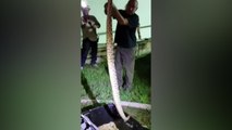 Watch police officer capture 5-foot venomous rattlesnake in Florida