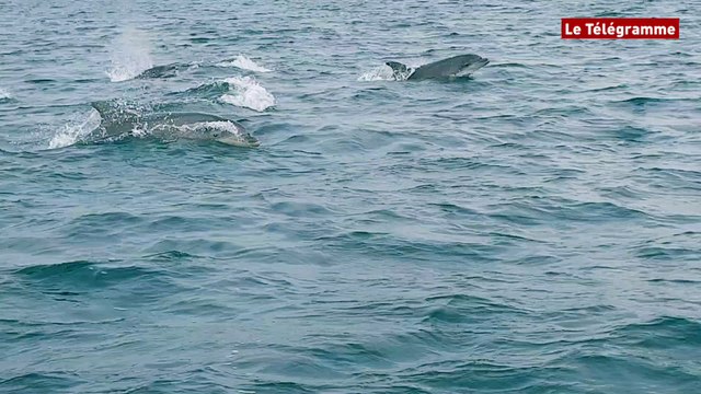 Des dizaines de dauphins aperçus au large de Saint-Brieuc