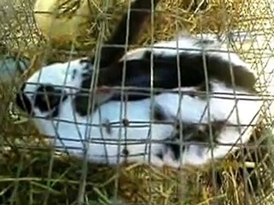 Fiera mercato Osteria Nuova (RI) settembre 2017 parte 2