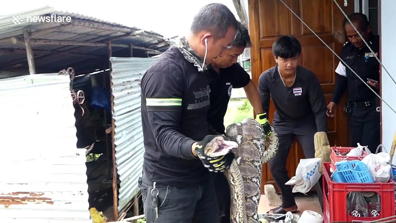 Massive python regurgitates family's pet cat