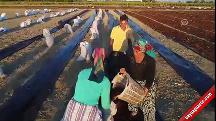 Manisalı çiftçinin 'üzüm nöbeti'