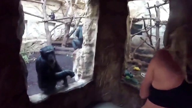 Un singe qui aime les filles qui dansent