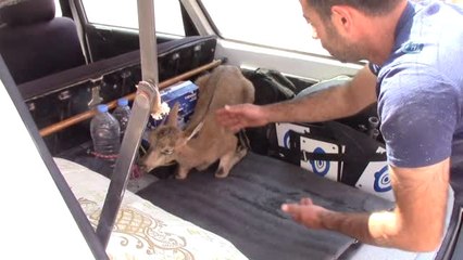 Yaralı Dağ Keçisine Vatandaşlar Sahip Çıktı