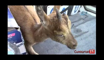 Yaralı dağ keçisine vatandaşlar sahip çıktı