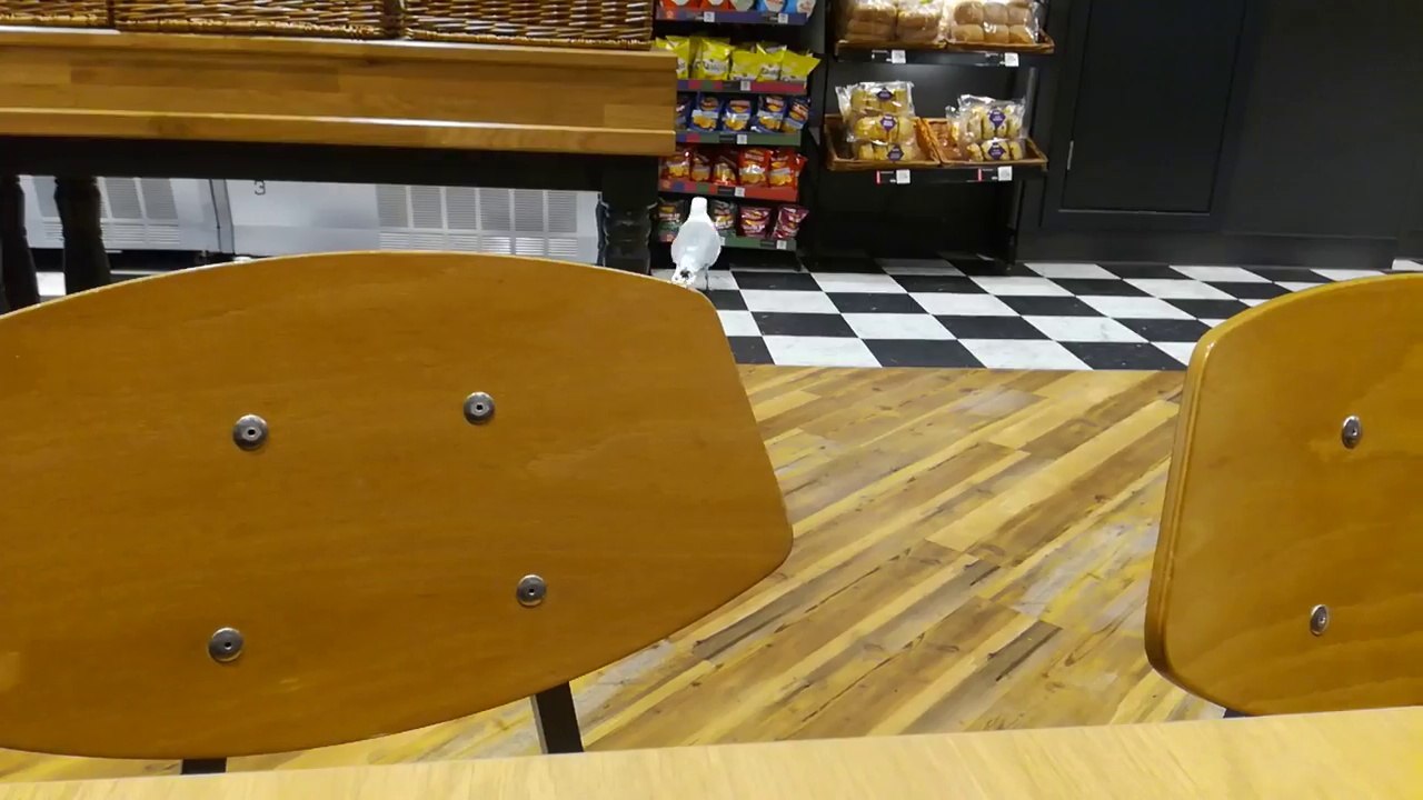 Un goéland vole un paquet de chips