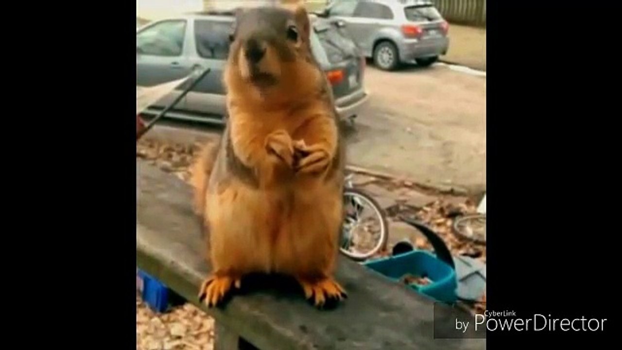 Videos Virales Para Reir - Los Mejores Videos De Risa