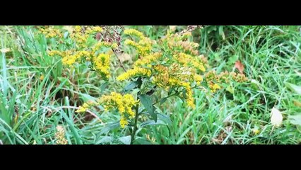 Music video for Forest ft. Monique Renee performed by DALIN.