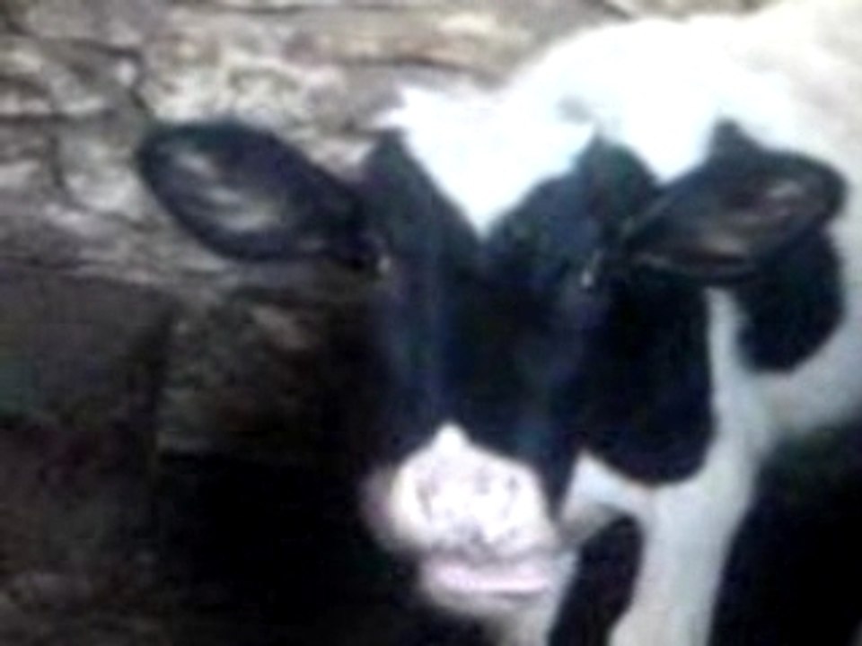 la vache folle au Maroc. die verrückte kuh in Marokko