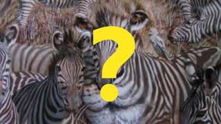 TEST LIČNOSTI: Životinja koju ste prvu ugledali - Zebra