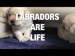 Are Labradors the Cutest Dogs Out There?