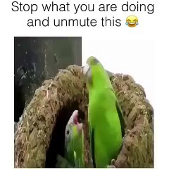 stop what you are doing and unmute this