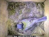 Great tit, Parus major, air traffic nest box (normal & slow motion)