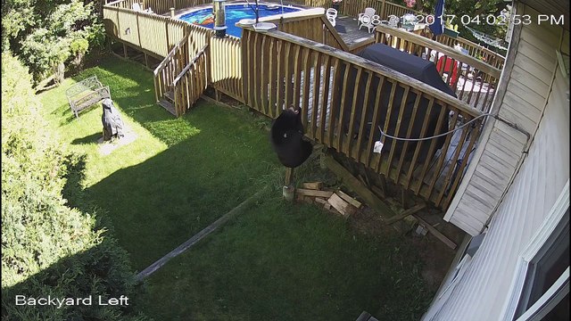 Bear Busts Bird-Feeder