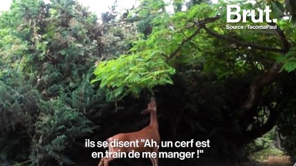 L'interview de Peter Wohlleben, auteur de "La vie secrète des arbres"