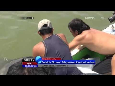 Terjerat Jaring Nelayan, Lumba-lumba Ini Dilepaskan Kembali Ke Laut - NET24
