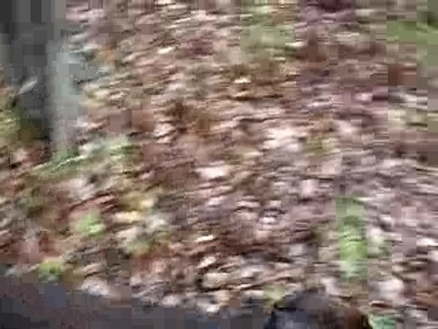 Braque Allemand à poil long