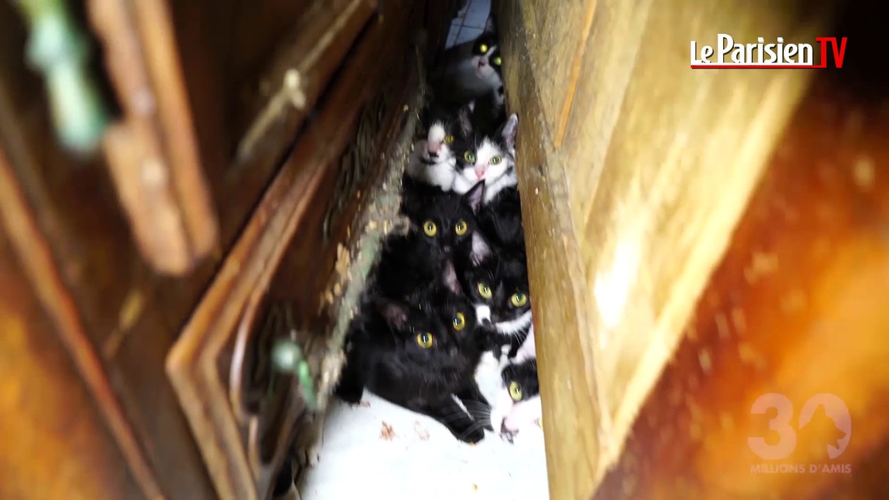 Paris : elle séquestrait 130 chats dans son studio de 25 m2
