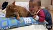 Babies annoying cats – Funny baby  cat compilation