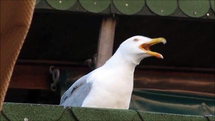 La risa viral y terrorífica de esta gaviota