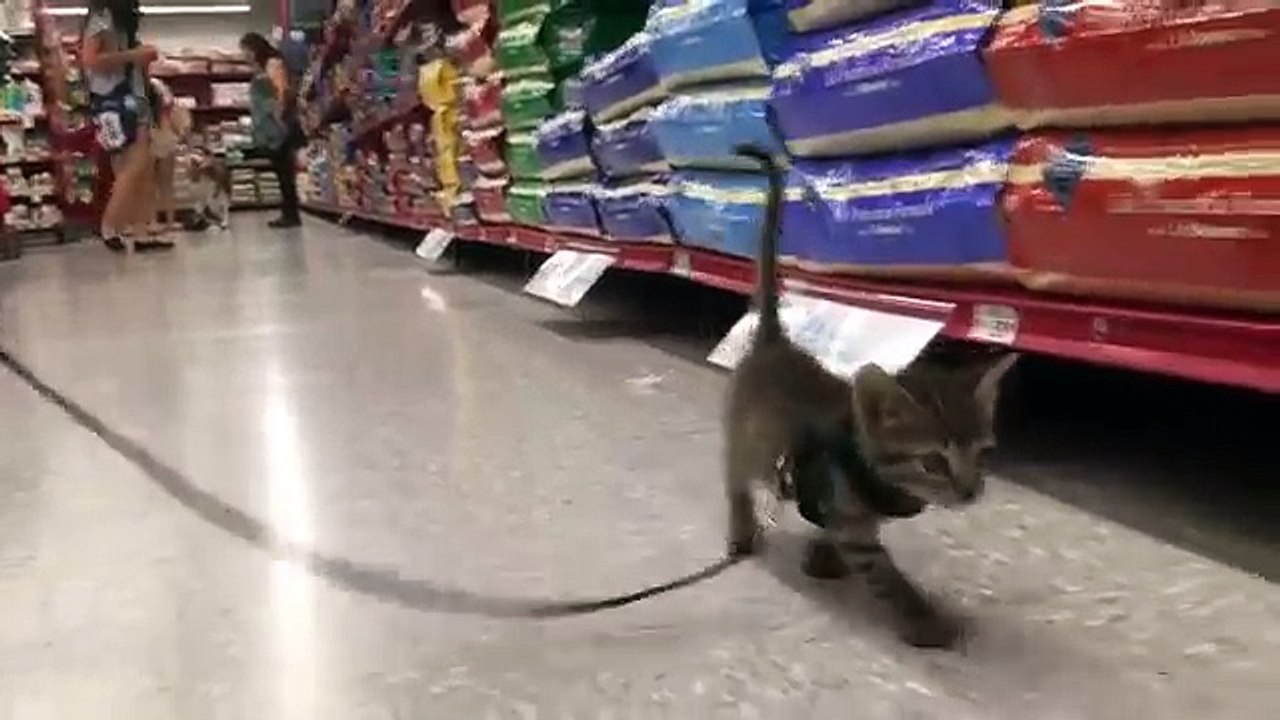 Aventura un en gato gato gato cómo para tren