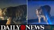 Tiger killed by cops in Georgia had escaped unnoticed from truck