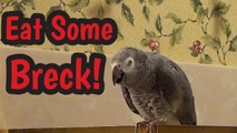 Einstein the parrot invents a new word for breakfast