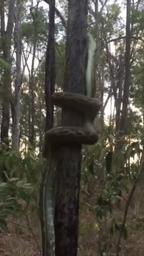 La technique de ce python pour grimper aux arbres est incroyable