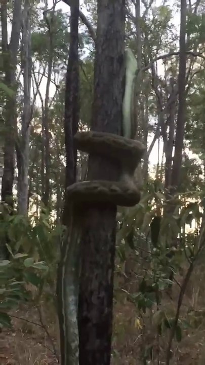 La technique de ce python pour grimper aux arbres est incroyable