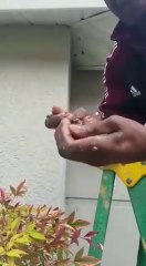 Download Video: Cet homme détruit un nid de guêpes à la main... Même pas mal