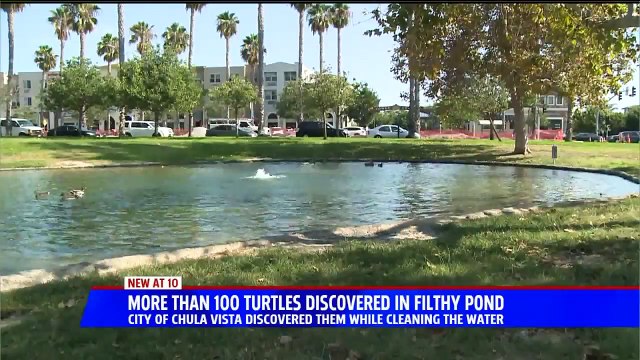More Than 100 Turtles Pulled from Contaminated Pond in Southern California