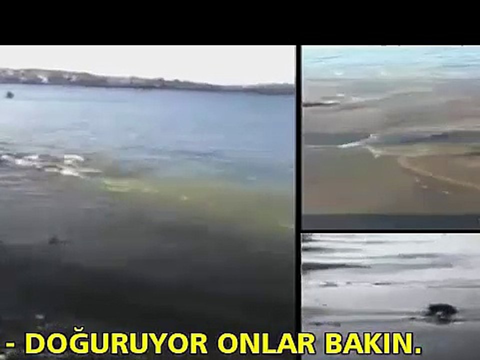 BODRUM SAHİLİNDE SIRA DIŞI GÖRÜNTÜ,YUNUS KIYIDA DOĞUM YAPTI