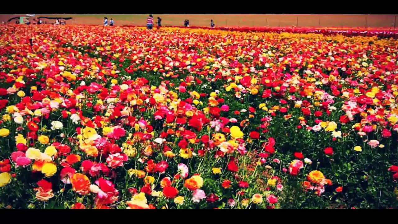 carte postale israel