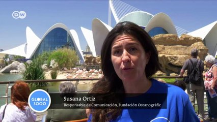 España: el negocio de los delfines | Global 3000