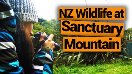 Sanctuary Mountain / Mount Maungatautari - New Zealand's Biggest Gap Year – Backpacker Guide New Zealand