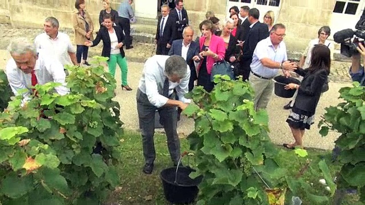 Vendanges dans les jardins de la préfecture de l'Yonne