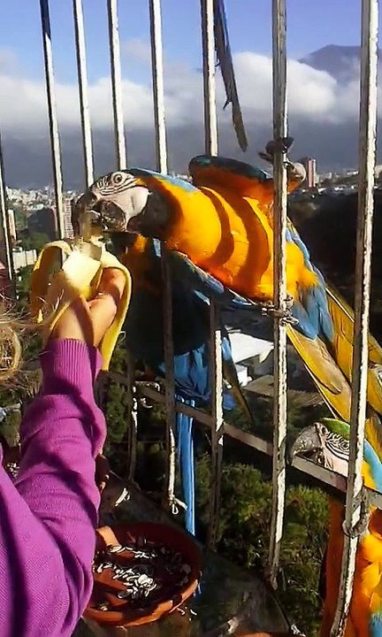 Breakfast with Macaws
