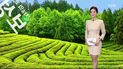 차의 고장 '보성' / YTN (Yes! Top News)