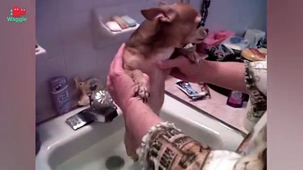 Pets in the Bath! // Funny Animal Compilation