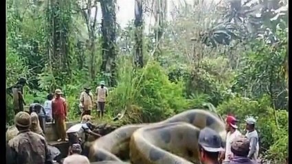 WORLD BIGGEST SNAKE ANACONDA FOUND IN AMERICA'S AMAZON RIVER
