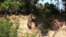 Amazing Jaguar Vs Caiman Yacare Underwater _ Animal Attack Videos In South America