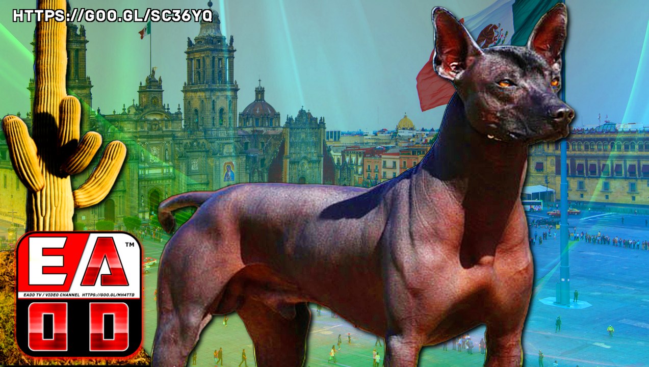 XOLOITZCUINTLE - EL PODEROSO Y ENCANTADOR PERRO SIN PELO MEXICANO