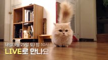 심쿵주의! 고양이의 박치기 부비부비 애교♥ | 김메주와고양이들