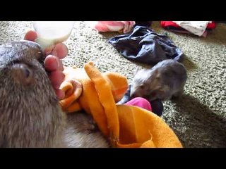 Young Wombat Plays With Carer's Feet