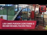 Bravo Perro Fitness, un gimnasio para perros