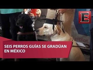 Perros guías se gradúan para ayudar a invidentes