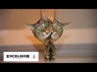 Feliz Día Internacional del Gato